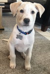 Louie - Labby Litter - Photo 6