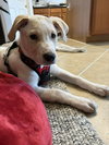 Louie - Labby Litter - Photo 4