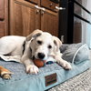Louie - Labby Litter - Photo 5