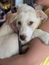 Louie - Labby Litter - Photo 3