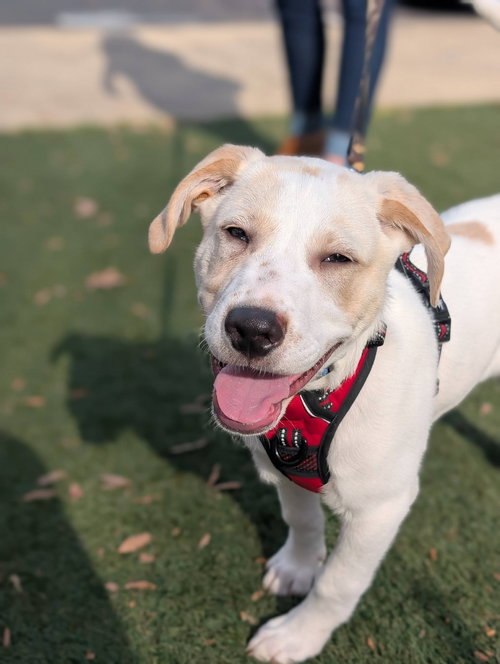 LOUIE - LABBY LITTER - Labrador Retriever available for adoption