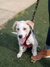 Louie - Labby Litter - Photo 2