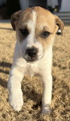 Izzy - Labby Litter - Photo 5