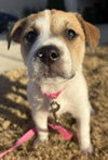 Izzy - Labby Litter - Photo 4