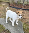 Izzy - Labby Litter - Photo 6