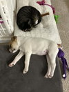 Izzy - Labby Litter - Photo 7