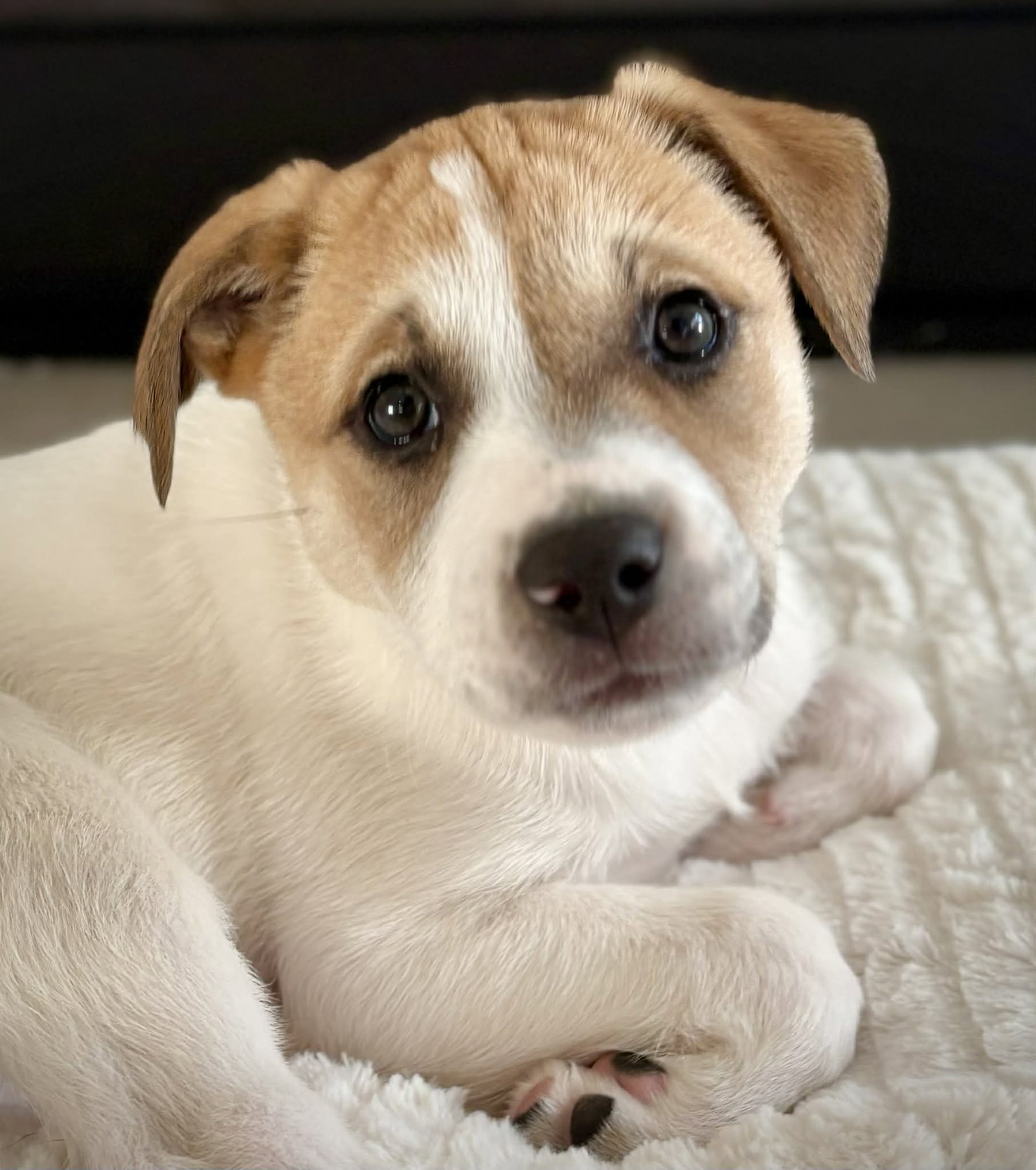 Izzy - Labby Litter Image