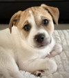 Izzy - Labby Litter - Photo 1