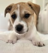 Izzy - Labby Litter - Photo 2