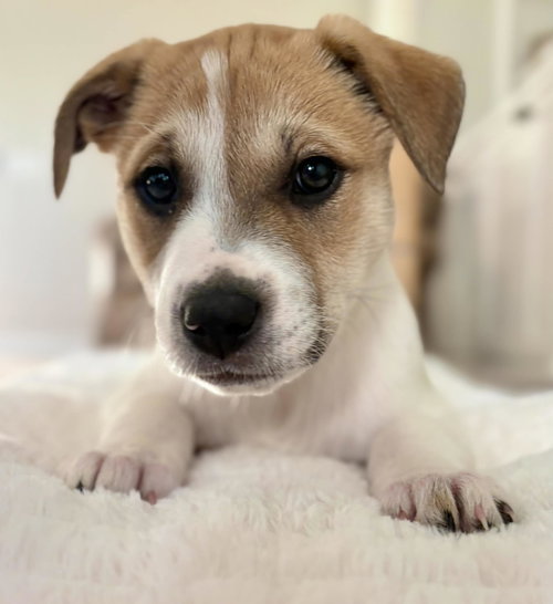 IZZY - LABBY LITTER - Labrador Retriever available for adoption