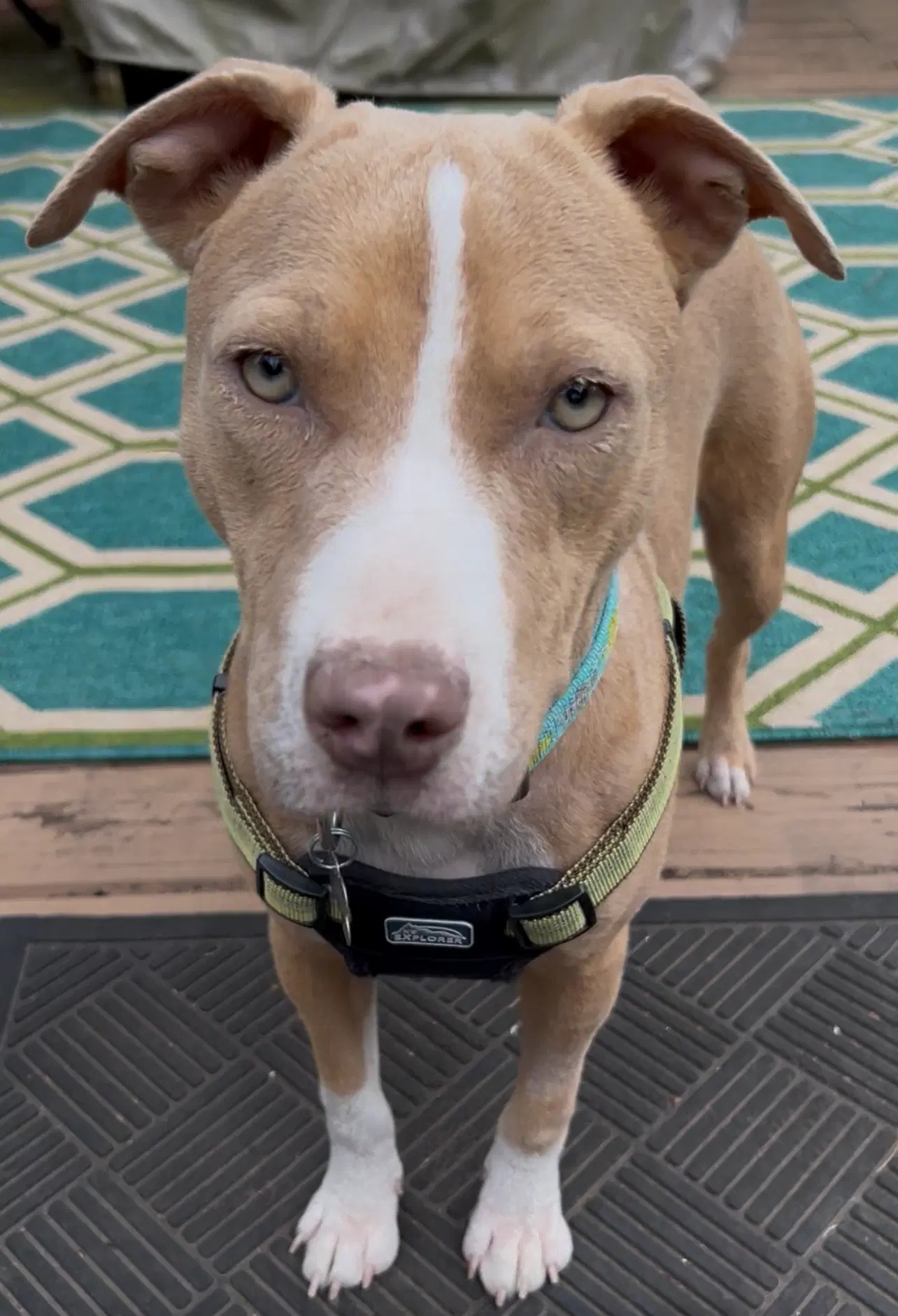 Pumpkin Pie - American Staffordshire Terrier