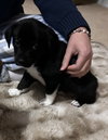 Bart: The Simpson’s Litter