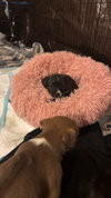 Homer: The Simpson’s Litter