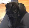 Maggie