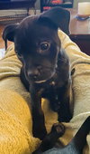 Maggie