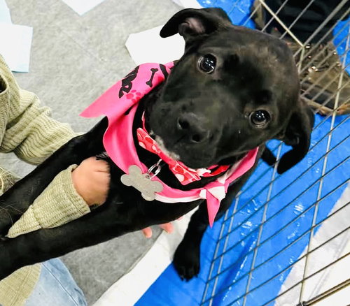picture of the dog needing adoption