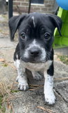Bella