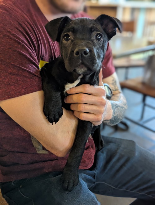 picture of the dog needing adoption