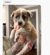 Oakley (mossy oak litter)