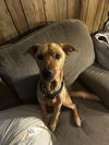 Modelo - Beer litter Mom