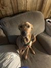 Modelo - Beer litter Mom