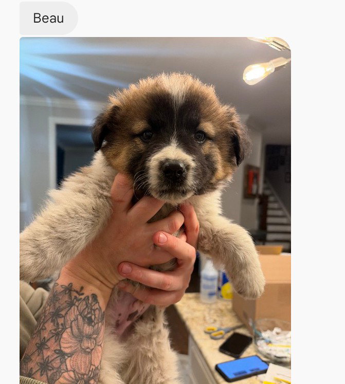 Beau (mossy oak litter) Image