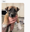 Skye (mossy oak litter)
