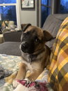Skye (mossy oak litter)