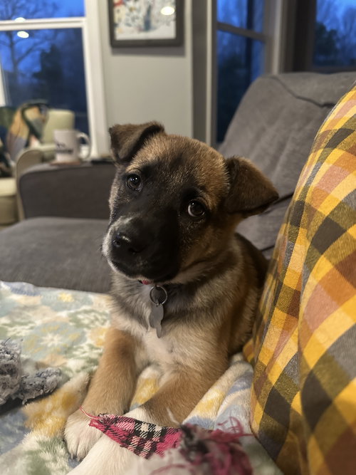 Skye (mossy oak litter)