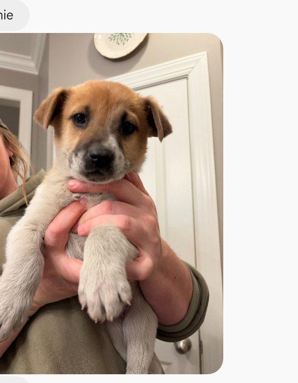 Lainey (mossy oak litter) Image