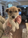 Luna (mossy oak litter)