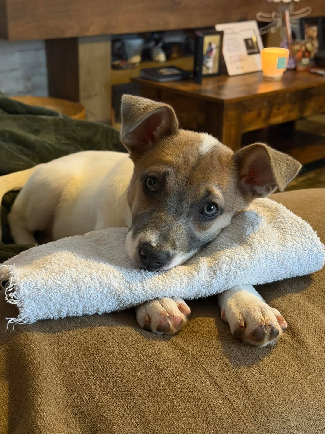 Luna (mossy oak litter) Image