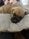 Stella - Beer Litter