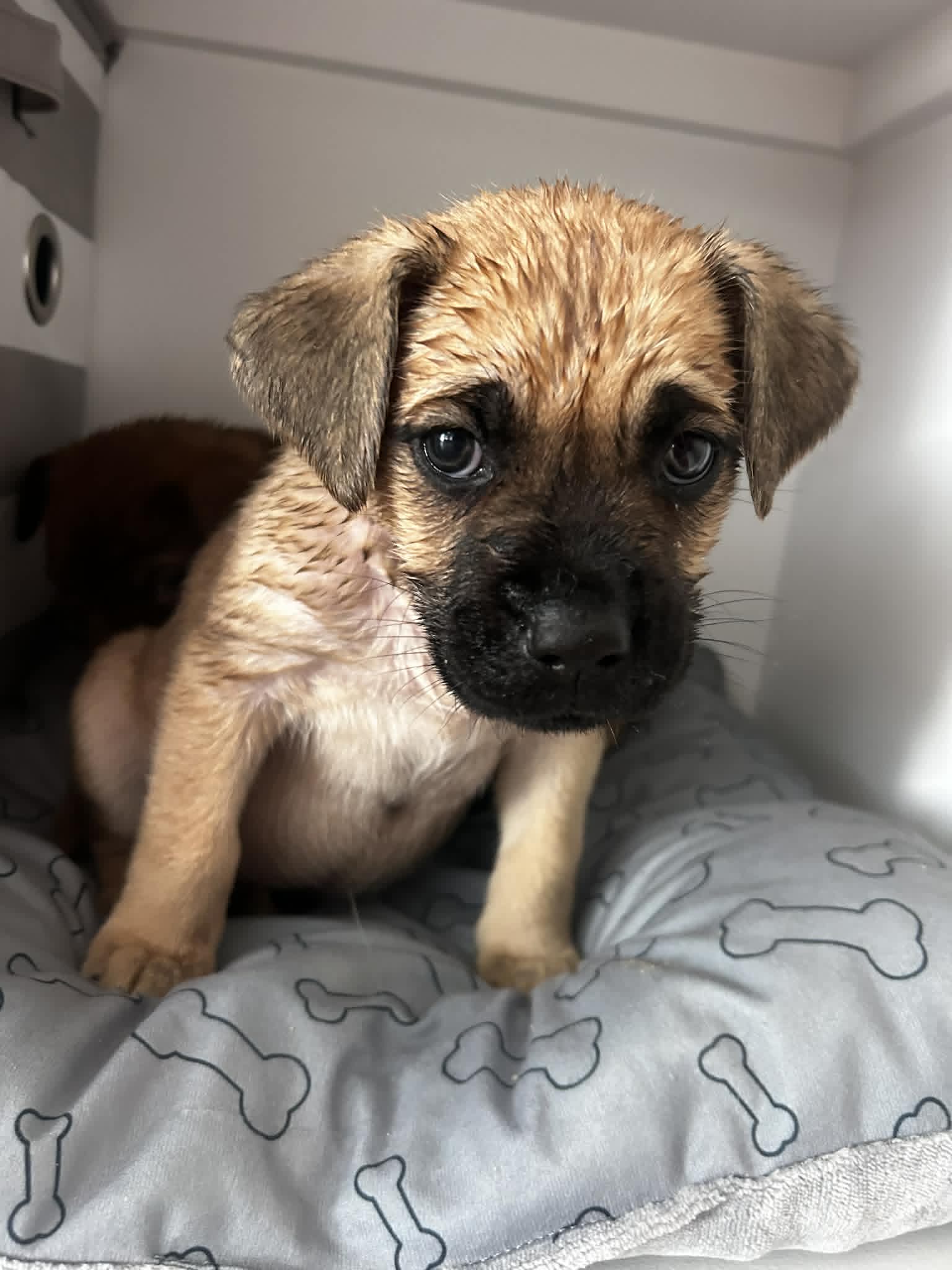 Stella - Beer Litter Image