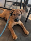 Sierra - Beer Litter