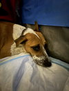 Goldie - Photo 6