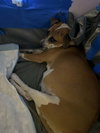 Goldie - Photo 7