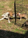 Goldie - Photo 5