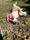 Goldie - Photo 3