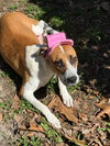 Goldie - Photo 1