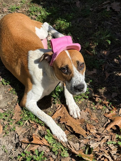 GOLDIE - Hound / Terrier available for adoption