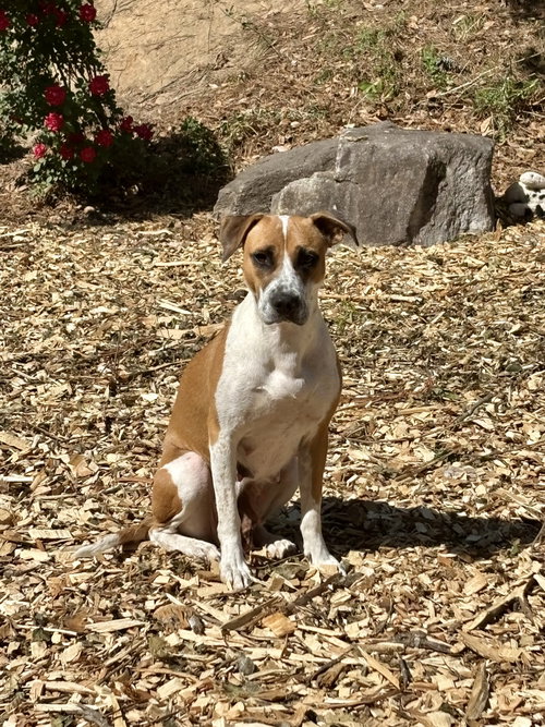GOLDIE - Hound / Terrier available for adoption