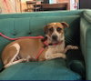 Goldie - Photo 1