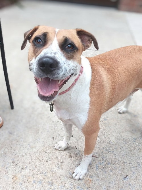 Goldie, a dog for adoption from Pawfect Match Rescue