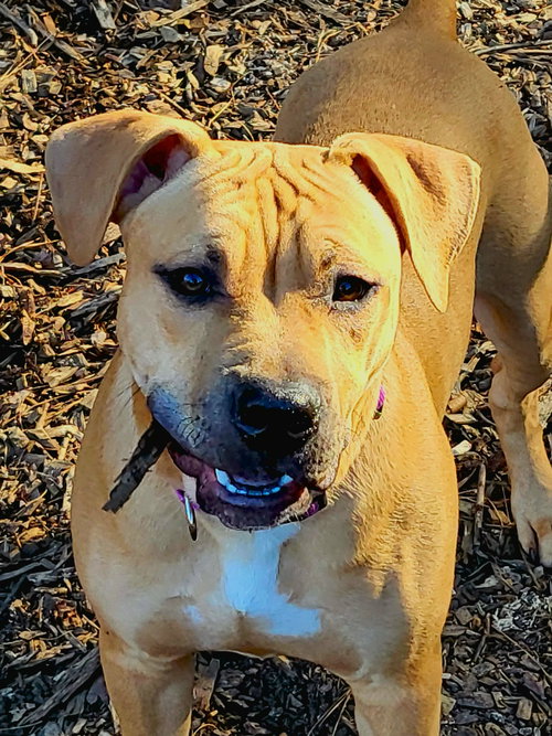 picture of the dog needing adoption