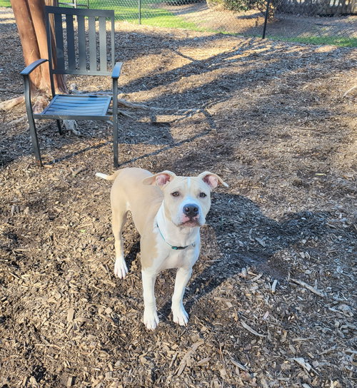 picture of the dog needing adoption