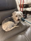 Gus