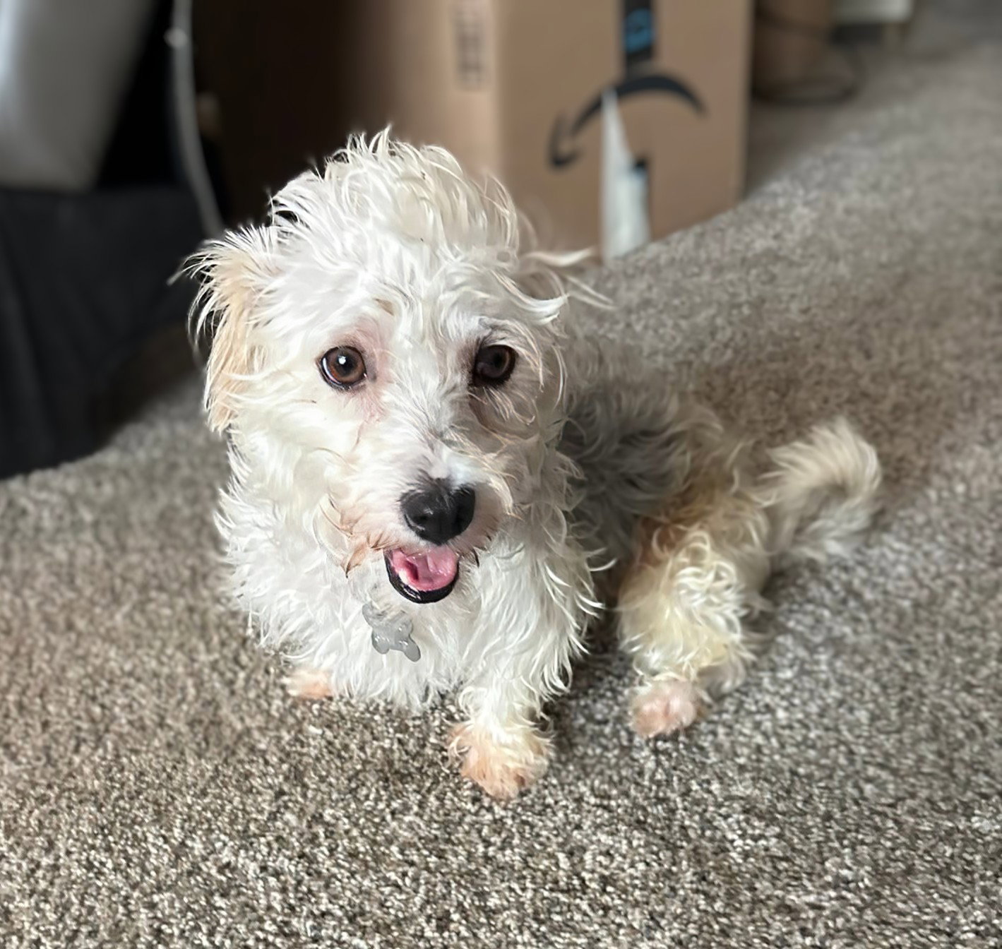 Gus Image