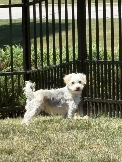 Gus, an adoptable Yorkshire Terrier Yorkie in Holly Springs, NC