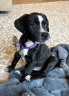 Tagalong